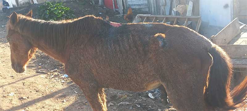Cavalos vítimas de maus-tratos são resgatados em comunidade de Paciência, no Rio