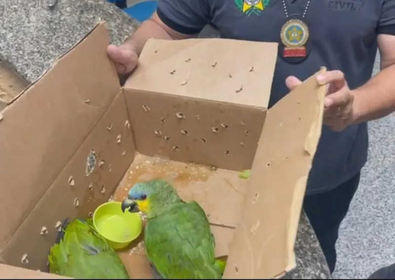 Jovem é preso transportando dois papagaios em caixa de sapato em Paraty, RJ