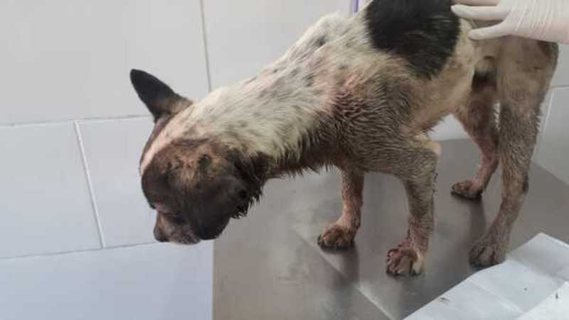 Cães vítimas de maus-tratos são resgatados em Petrópolis, RJ
