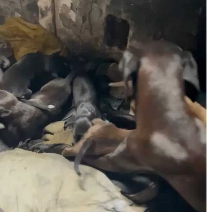 Cães são resgatados após tutor morrer em incêndio na Penha, SC