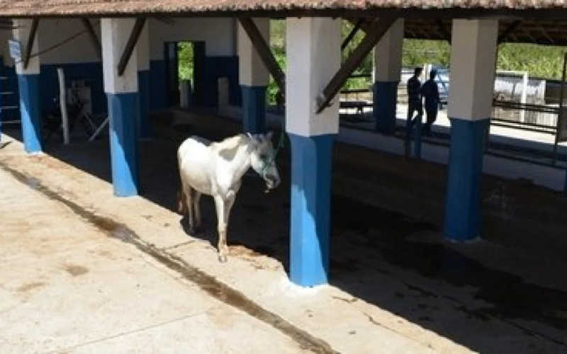 Locais onde ficam localizados os animais na Fazenda Modelo. Foto: Divulgação / Prefeitura do Rio