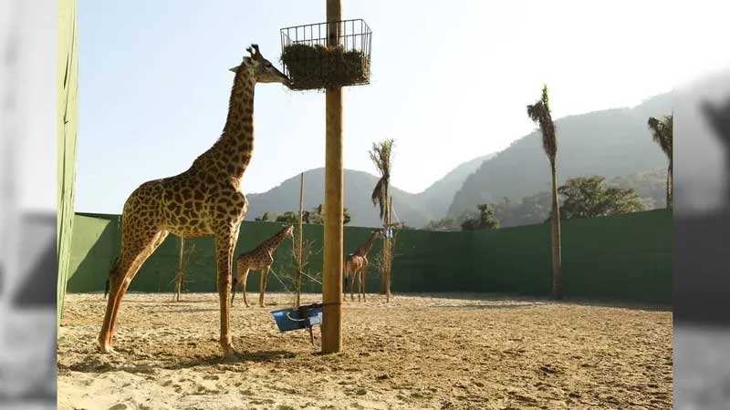 UFRRJ afirma que morte de girafa importada pelo BioParque foi causada por distúrbio metabólico