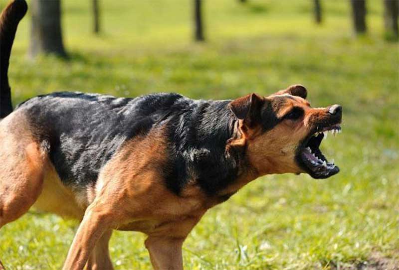 Cães de caça atacam residentes e outros animais em Dom Pedrito (RS), diz moradora