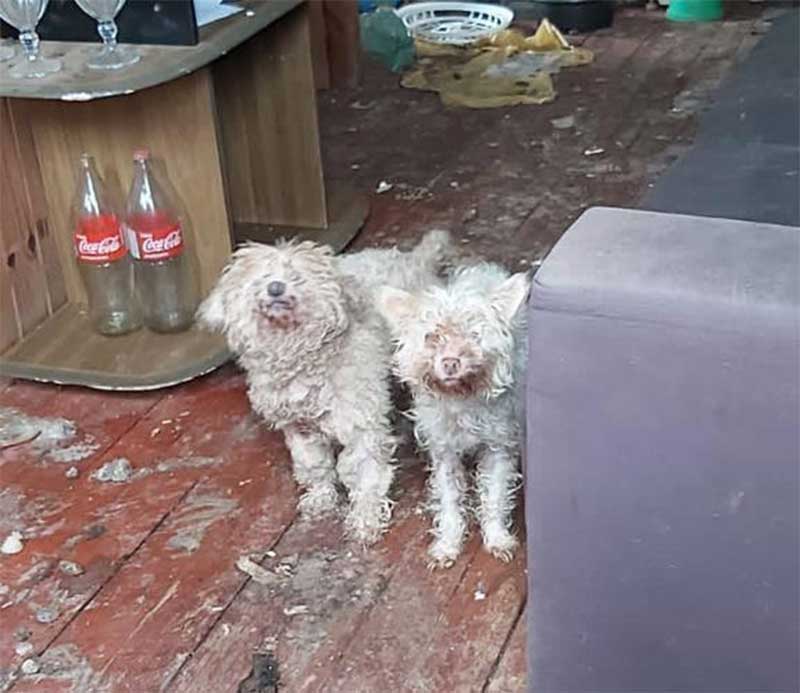 Cães são resgatados e mulher é presa por maus-tratos em Encruzilhada do Sul, RS