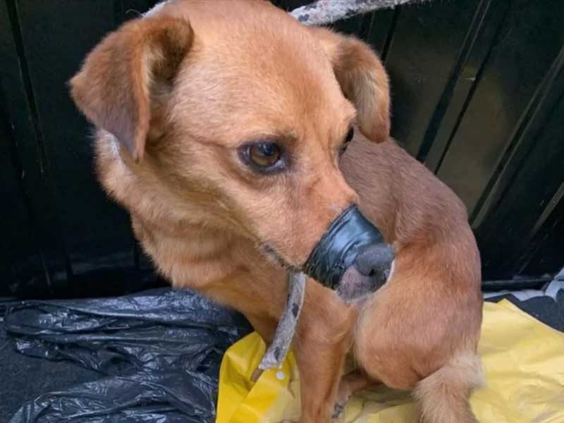 Cachorro é resgatado com boca amarrada por fita isolante em Novo Hamburgo, RS
