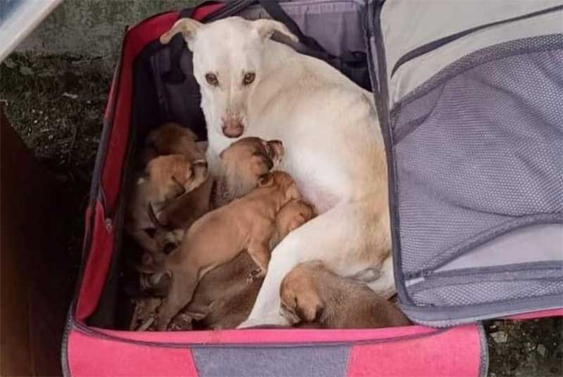 Cadela é abandonada com filhotes dentro de mala em Passo Fundo, RS
