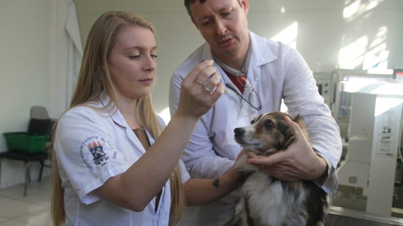 Canabidiol é usado para tratamento de animais em Santa Maria, RS