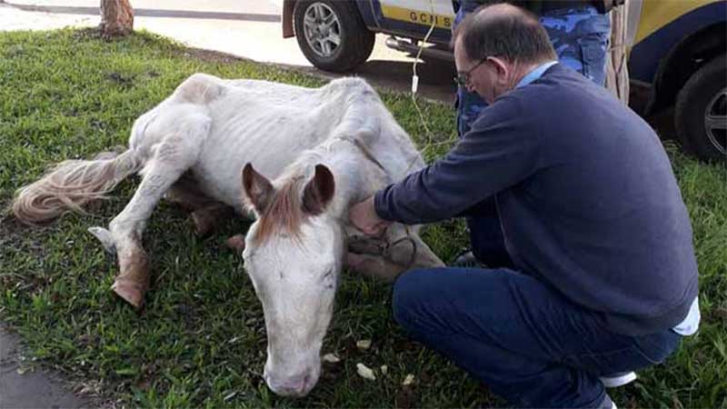 Cavalo desidratado e desnutrido é resgatado no centro de São Leopoldo, RS
