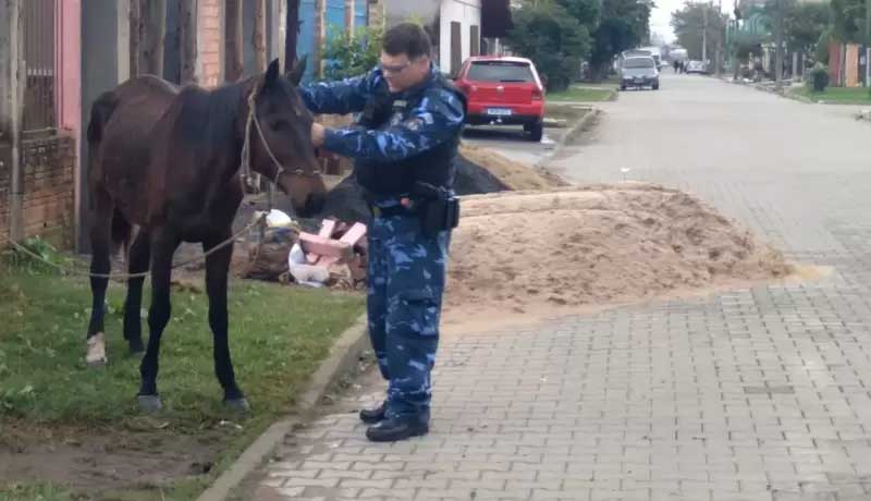 Égua prenha em situação de maus-tratos é resgatada em São Leopoldo, RS