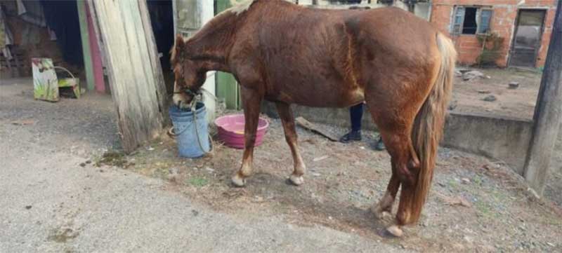 Cavalo vítima de maus-tratos é resgatado em Araquari, SC