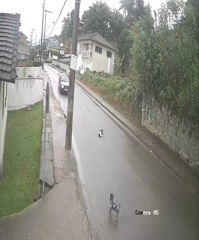 Investigação conclui que motorista matou cachorro atropelado de propósito em Biguaçu, SC