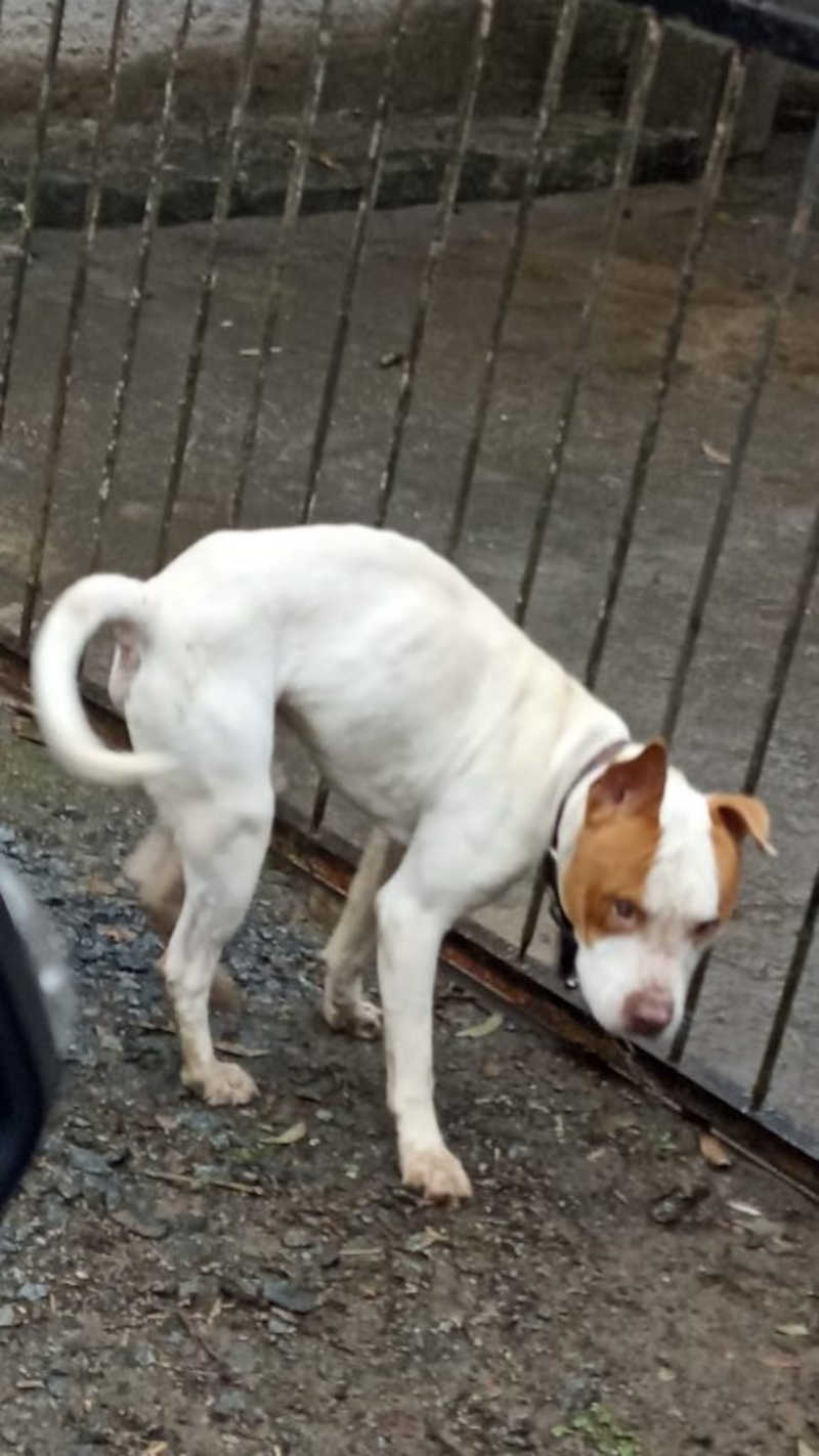 Maus-tratos: cachorro é acorrentado em portão e abandonado na chuva em Blumenau, SC
