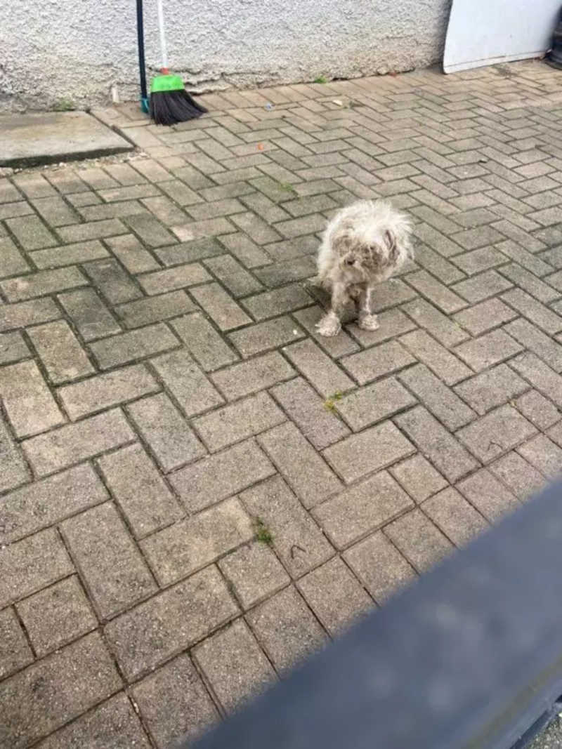 Cachorro em situação de maus-tratos é resgatado com deficiência e desnutrição em Brusque, SC