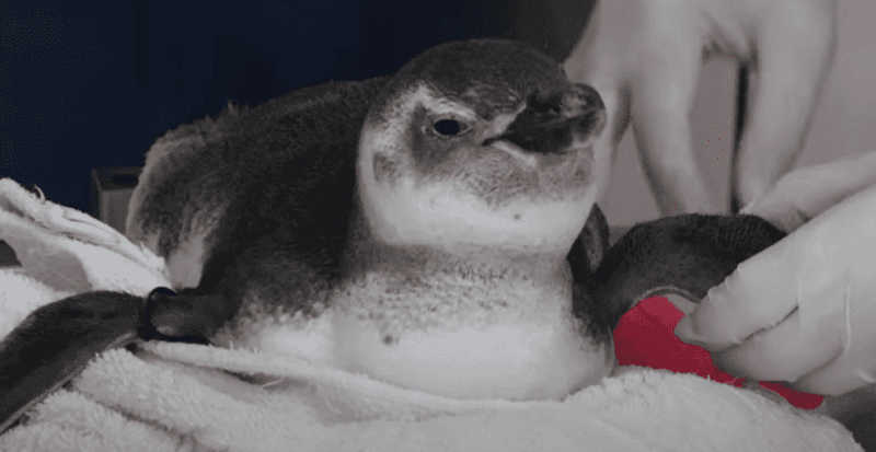 Você já viu como é a reabilitação de um pinguim? Confira o vídeo emocionante