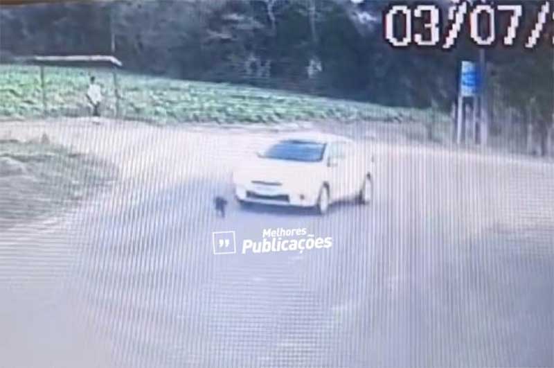 Motorista atropela, mata cachorro e foge sem prestar socorro em Criciúma, SC