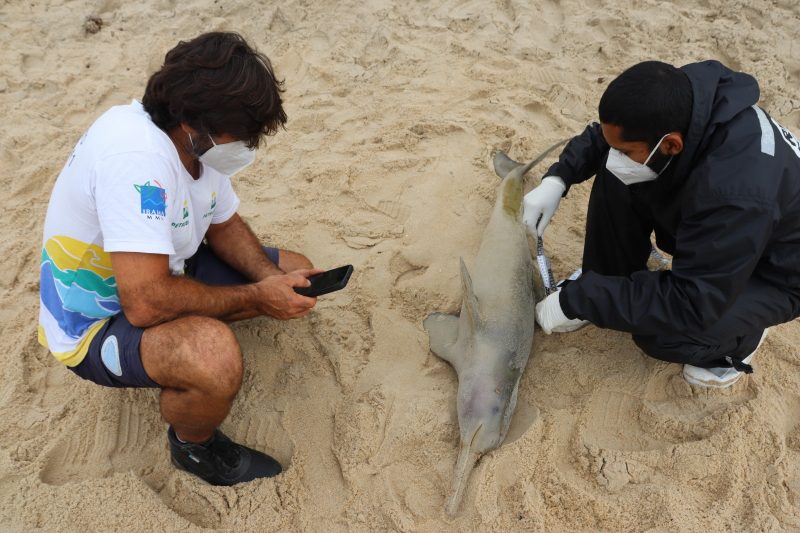 O corpo do golfinho foi recolhido pelo R3 Animal, que fará uma necropsia para saber o que causou a morte do animal – Foto: R3 Animal/Divulgação/ND