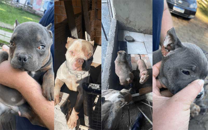Cães tinham orelhas cortadas e cauterizadas com solda em criadouro alvo de operação em Itajaí, SC