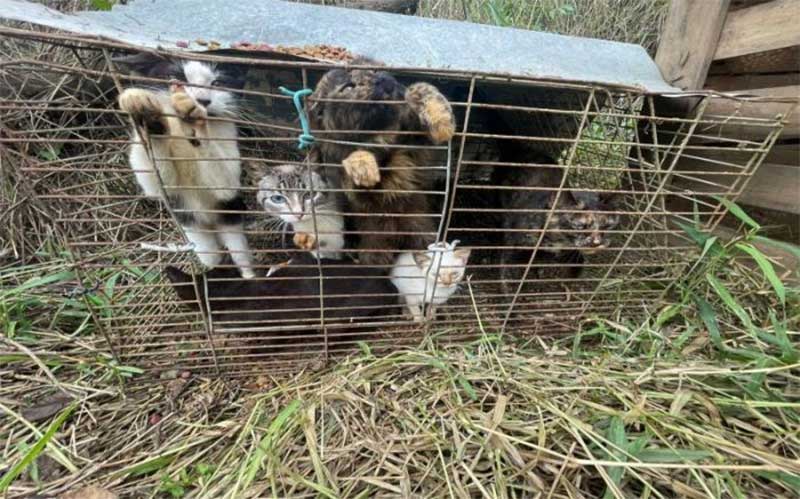 Mais de 30 cães e gatos são salvos de maus-tratos em Itajaí, SC