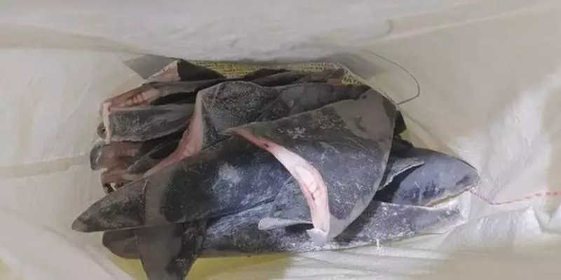 Ibama flagra caça ilegal de tubarão por família de ex-secretário da Pesca de Bolsonaro