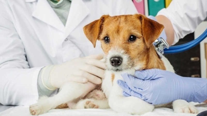 Laguna (SC) contrata hospital veterinário 24h para atendimento de animais no município