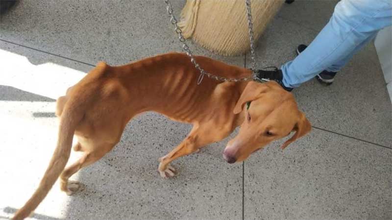 3 cães são resgatados e homem é preso por maus-tratos em Apiúna, SC; vídeo