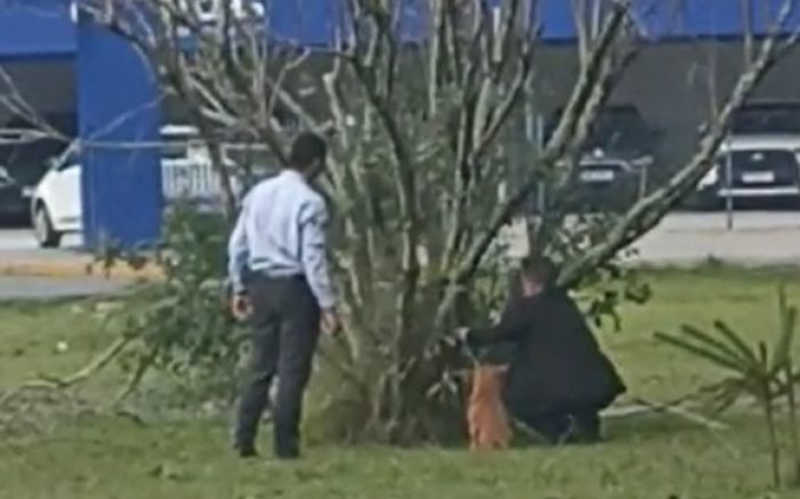 Cachorro é amarrado em árvore por funcionários do aeroporto de Navegantes, SC; vídeo