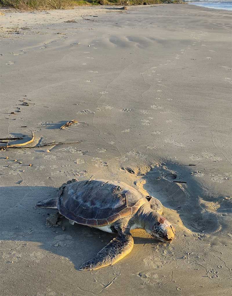 Projeto encontrou 72 animais mortos em um mês no litoral de SC — Foto: PMP-BS/Univille