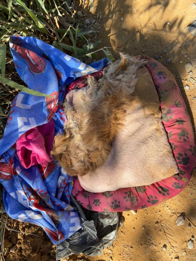 Cachorro abandonado é encontrado morto, com a cabeça esmagada em Tijucas, SC