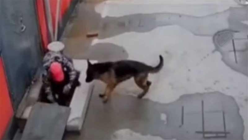 Cachorro pede ajuda para salvar amigo preso em vídeo emocionante