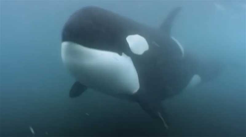 Por que as orcas não são baleias nem assassinas?