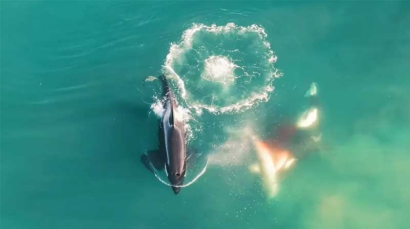 Vídeo mostra momento em que orca ataca tubarão em mar da África do Sul — Foto: Reprodução / Discovery Channel