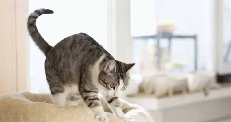 Por que gatos ‘amassam pãozinho’? A curiosa massagem que os felinos fazem nos tutores e superfícies