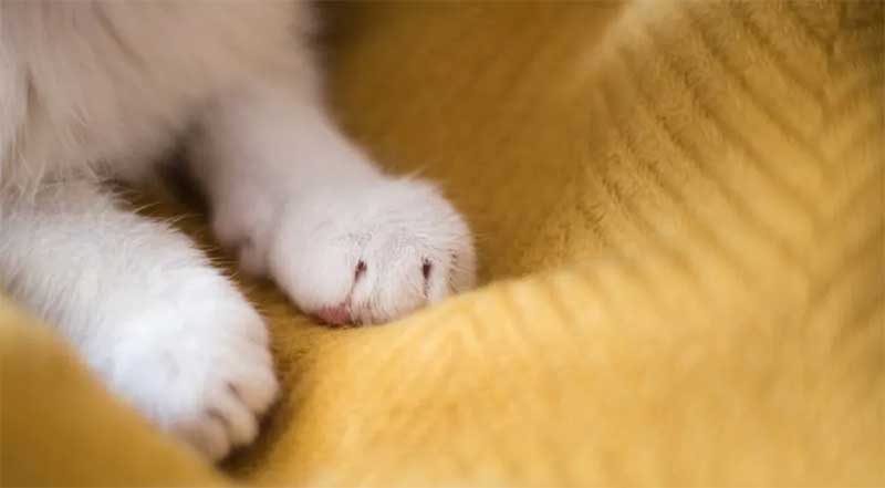 Os gatos podem usar suas patas para se comunicar por meio de feromônios — Foto: GETTY IMAGES via BBC