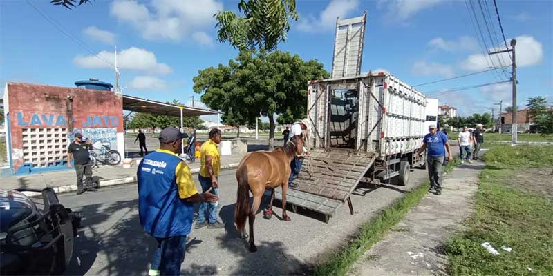 Operação de combate a maus-tratos contra equinos apreende seis animais em Aracaju, SE