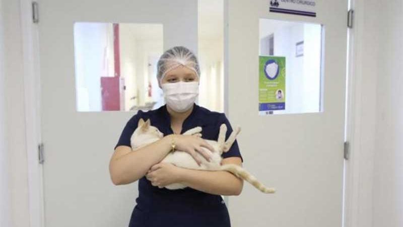 Prefeitura de Aracaju (SE) promove campanha de abrigo temporário de cães e gatos