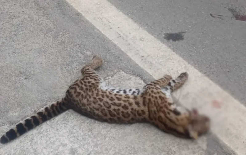 Gato-do-mato-pequeno morre atropelado em rodovia de Araçariguama, SP