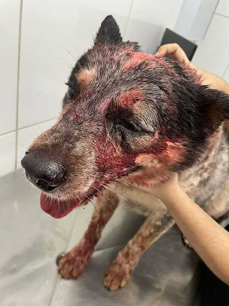 Cachorro foi vítima de agressões em Bauru (SP) — Foto: Arquivo pessoal