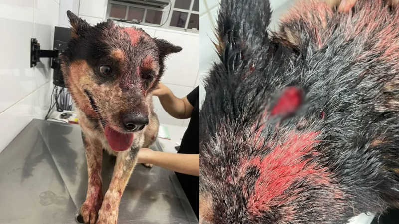 Cão teria sido queimado e esfaqueado em Bauru (SP) — Foto: Arquivo pessoal