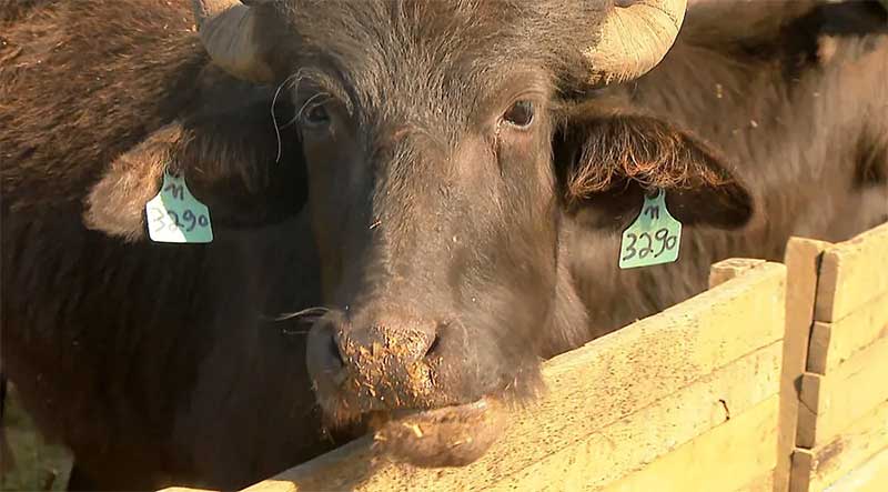 Estiagem acaba com pasto e prejudica alimentação de mais de mil búfalas em Brotas, SP