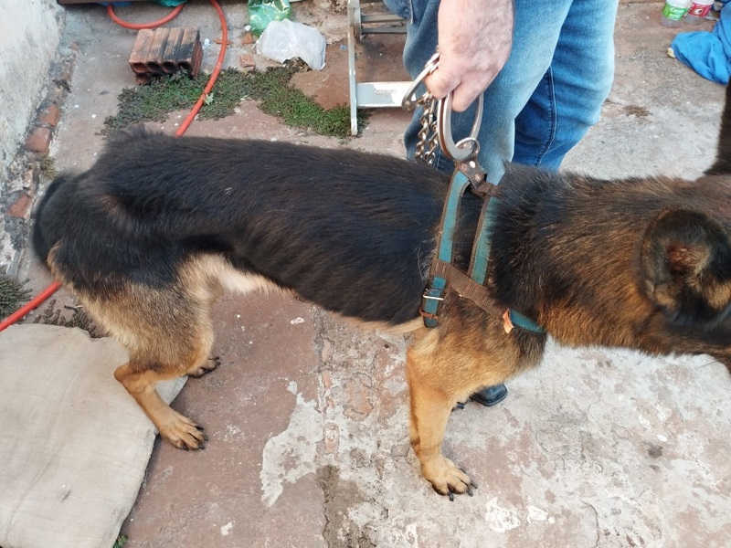 Homem é preso em flagrante por maus-tratos a um cão em Cândido Mota, SP
