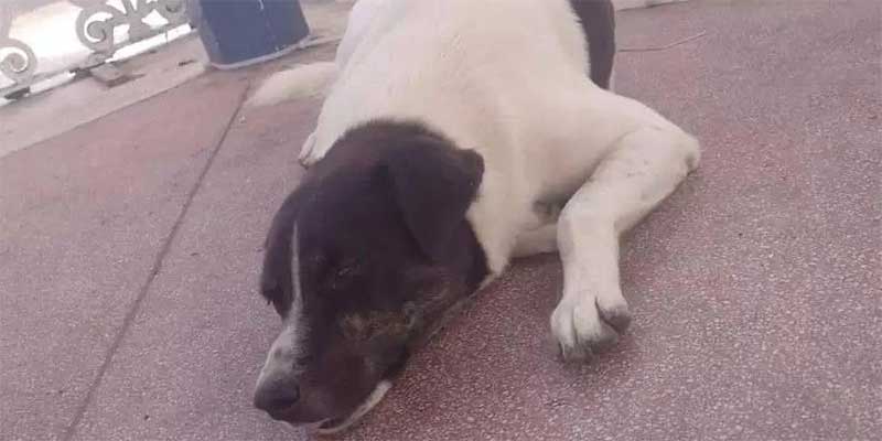 Morador de rua pede justiça para cachorro de estimação morto por GCM no litoral de SP