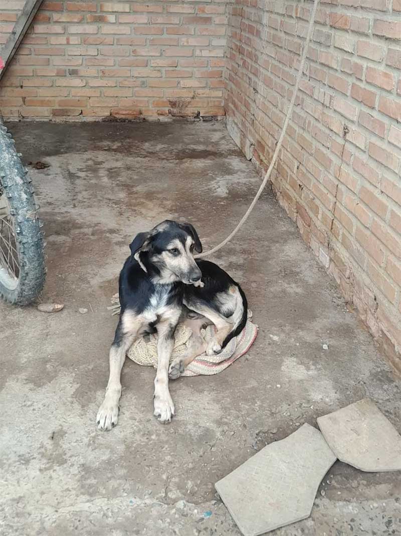 Cão resgatado durante ação da PM Ambiental em Cruzeiro, SP — Foto: Divulgação/PM Ambiental