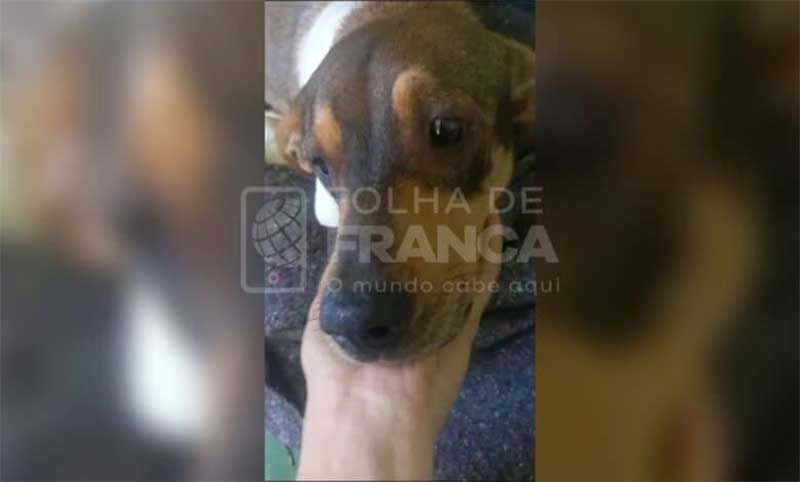 Cão esfaqueado no Jardim Guanabara se recupera em clínica veterinária em Franca, SP