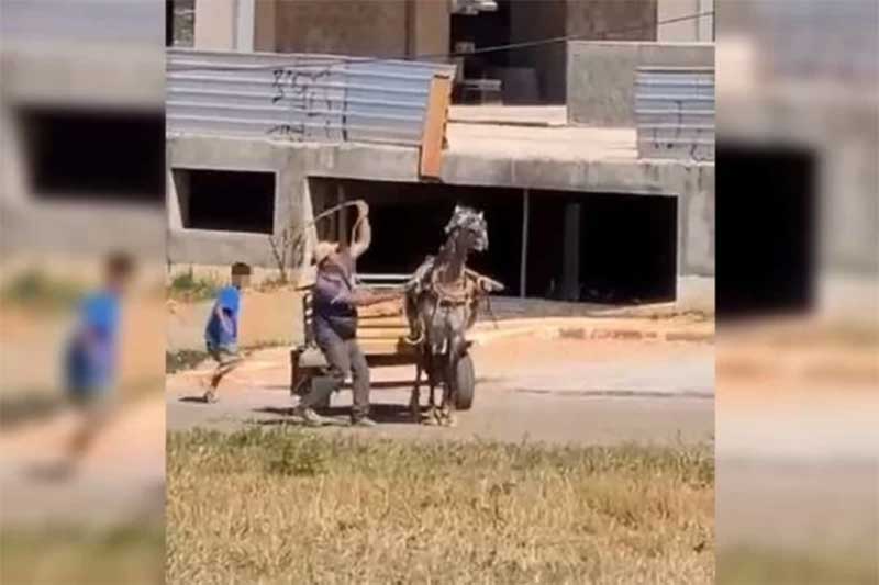 Carroceiro é flagrado espancando cavalo com chicote no Guará, DF; vídeo