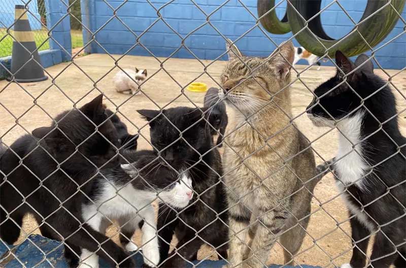 Segundo veterinária, gatos infectados precisam manter a imunidade alta — Foto: Uipa/Divulgação