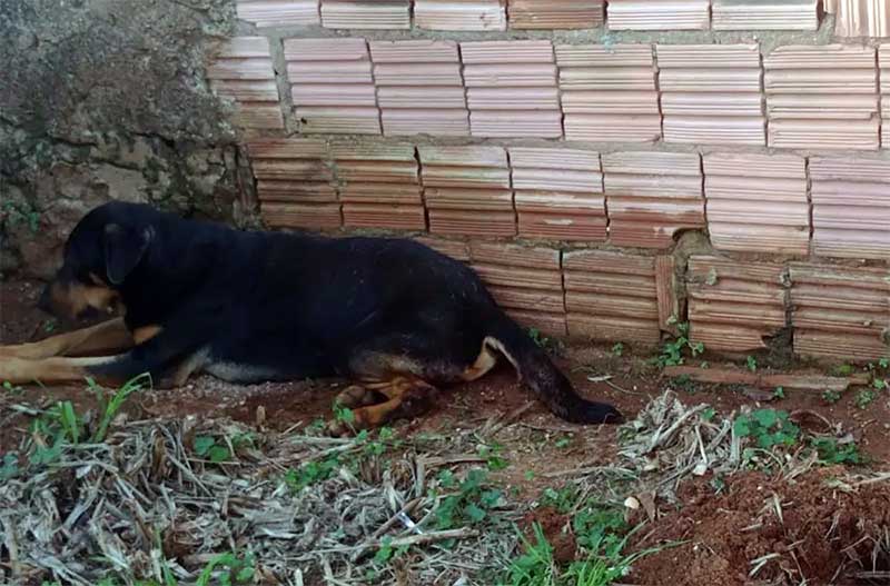 Homem castra cachorro no quintal de casa, quase o mata e vai preso em Itapeva, SP