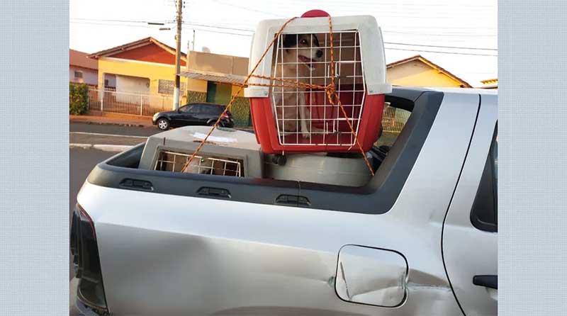Cachorra em caixa de transporte amarrada em carroceria de caminhonete desapareceu durante viagem de volta a Igarapava, SP — Foto: Reprodução/EPTV