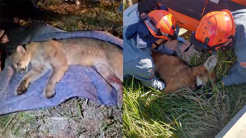 Em dois dias, Mata Ciliar resgata onça-parda e lobo-guará atropelados em rodovias