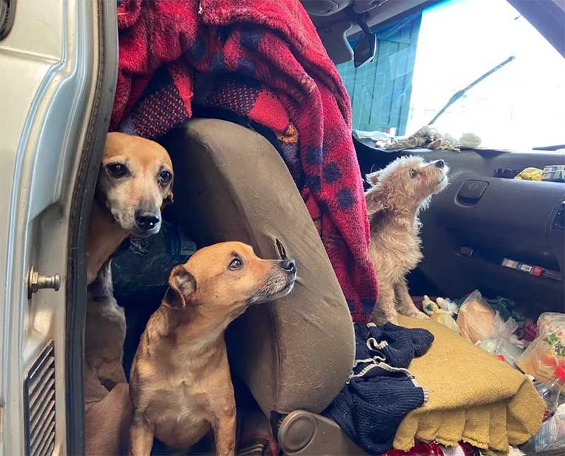 Os cães de Ederly vivem com ela dentro do carro, atualmente uma Parati. — Foto: Beatriz Bisan/g1