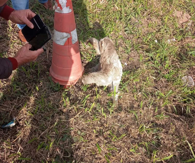 Animal foi encontrado na margem de rodovia, em Miracatu — Foto: Divulgação/Clínica Espaço Pet